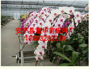 移动潮汐苗床工艺